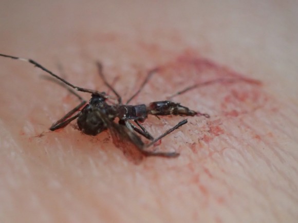 黒い鱗粉を撒き散らして絶命した蚊・ヒトスジシマカ