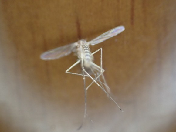 平手打ちで瞬殺した害虫の蚊をデジカメで接写した写真・画像
