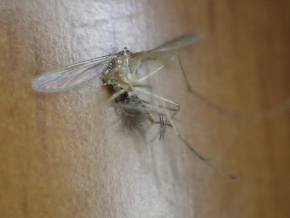 血を吸われる前に運良く駆除できた蚊の屍骸