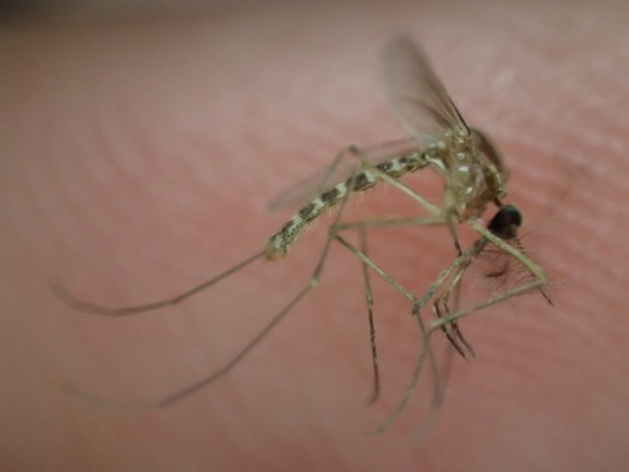蚊の死体を指で捕まえて接写した写真・画像