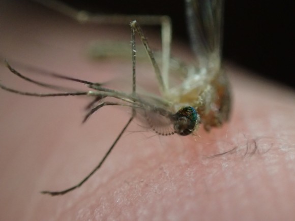 顕微鏡モードで超接写撮影した蚊の頭部画像