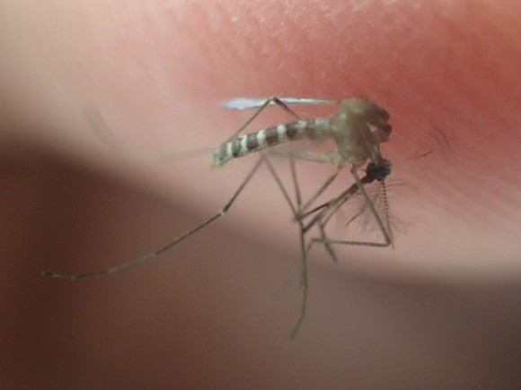 デジカメでズームアップ撮影した害虫 蚊の写真