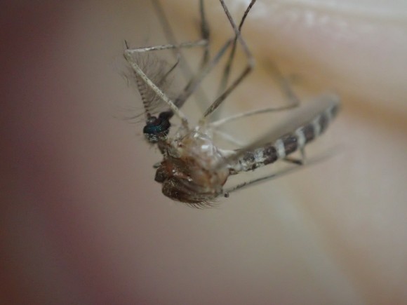 感染症を媒介する恐ろしい害虫の蚊（カ）