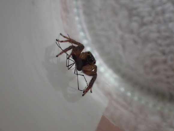 カメラ目線で蚊をモグモグと捕食するハエトリグモ