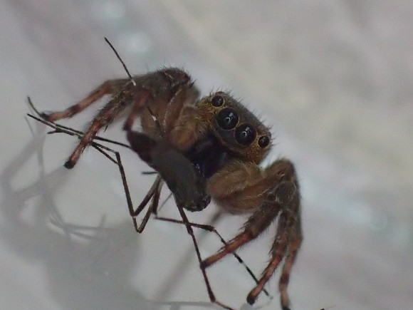 カメラ目線で蚊をモグモグと捕食するハエトリグモ