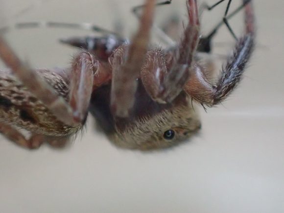 周囲を警戒しながら蚊を食べ進めるハエトリグモ