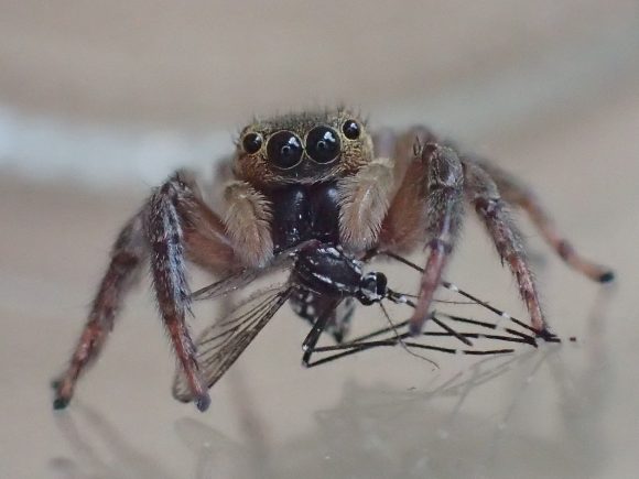 カメラ目線で一心不乱に蚊を食べるハエトリグモ