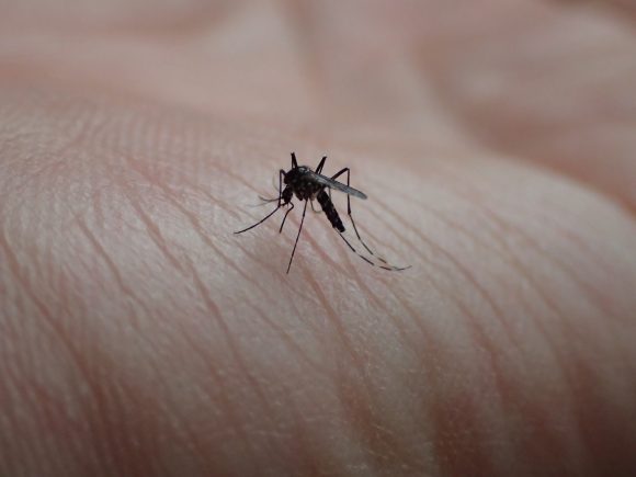 吸血中の蚊（カ）は、多少の刺激も無視するほど集中する