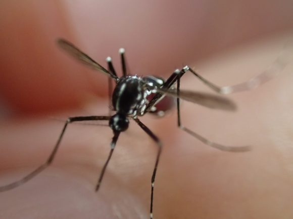 感染症を媒介する害虫として恐れられる蚊も満タン吸血後は動きが鈍い