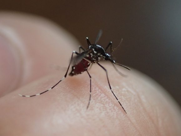 敢えて血を吸わせて蚊を退治する方法は諸刃の剣なので危険が伴う