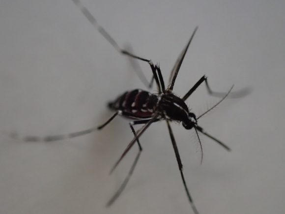 20秒足らずでお腹いっぱいに血を吸い上げる害虫のヤブ蚊・ヒトスジシマカ