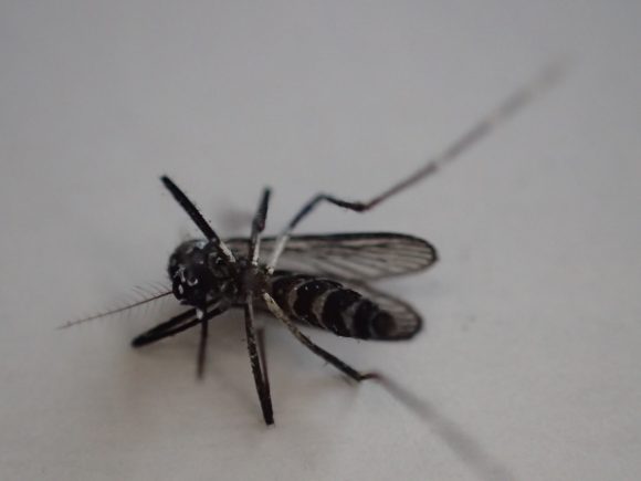 徐々に動きが鈍く、小さく、少なくなる害虫の蚊（ヒトスジシマカ）