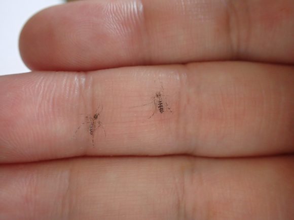 手の指に残された2つの蚊の鱗粉（黒い粉）