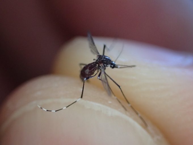 人間の血液を吸い終えて飛び立とうとした瞬間に捕まった害虫の蚊（ヒトスジシマカ）