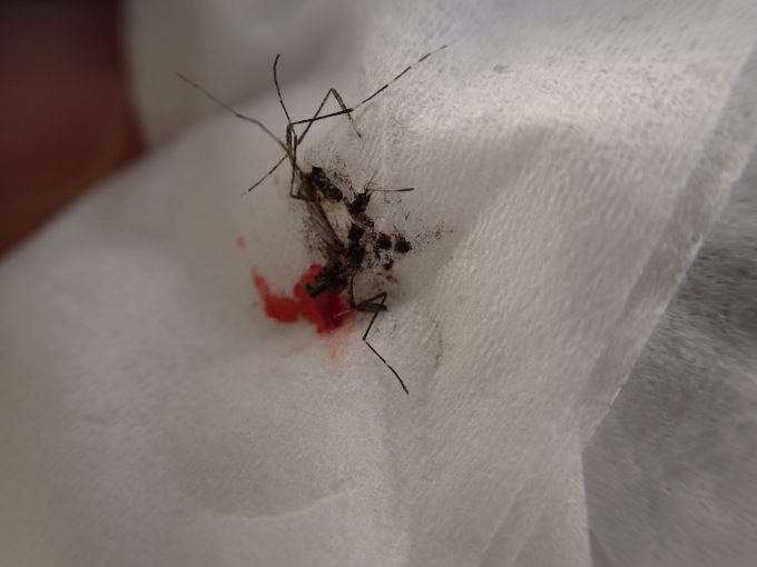 血を吸った蚊をティッシュペーパーで駆除して赤いシミが広がった様子