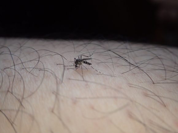 害虫の蚊・ヒトスジシマカが血を吸う様子
