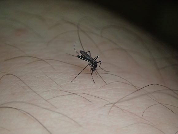 人間から血を吸う害虫の蚊（ヒトスジシマカ）