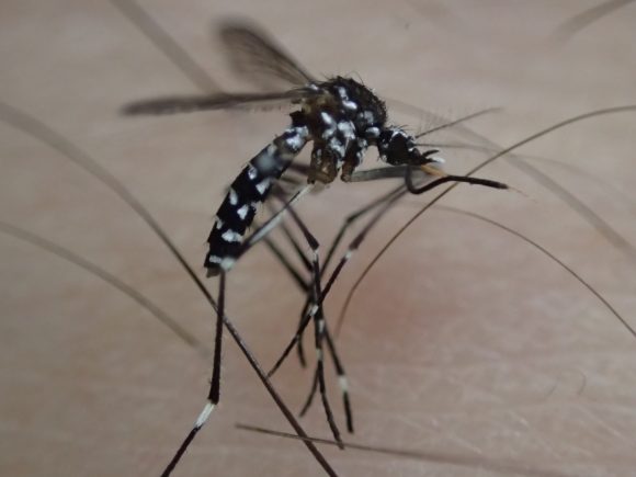 複雑な構造で血を吸うことに特化した害虫の蚊の口器