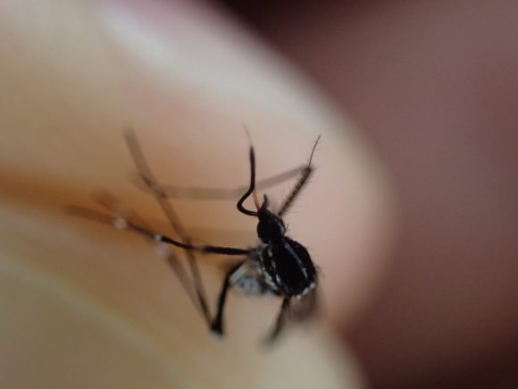 人間や動物から血を吸うため吸血兵器と化したハイテクな蚊の口器
