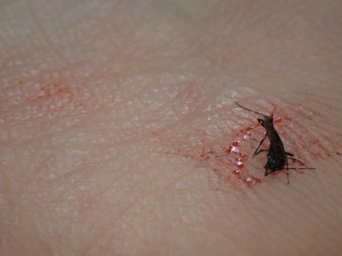 人間に退治・駆除された害虫の蚊の残骸