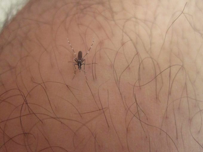 肌が露出した部分の太ももを害虫の蚊に刺されて血を吸われている写真