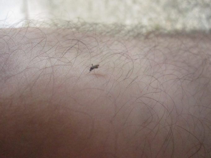 蚊対策を施していない足などは蚊に刺されて血を吸われてしまった