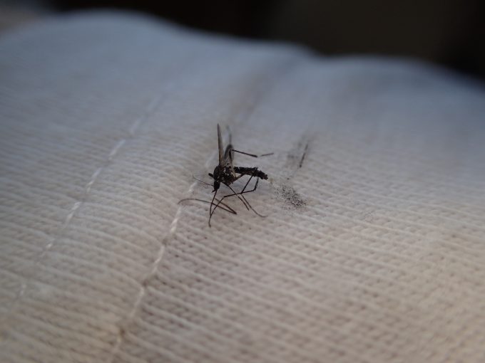 白い生地のＴシャツでヤブ蚊を退治したら鱗粉で汚れた