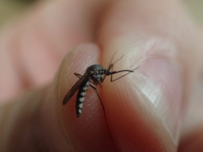 蚊取り線香は蚊に対して有効な対策であることが実証された実験結果