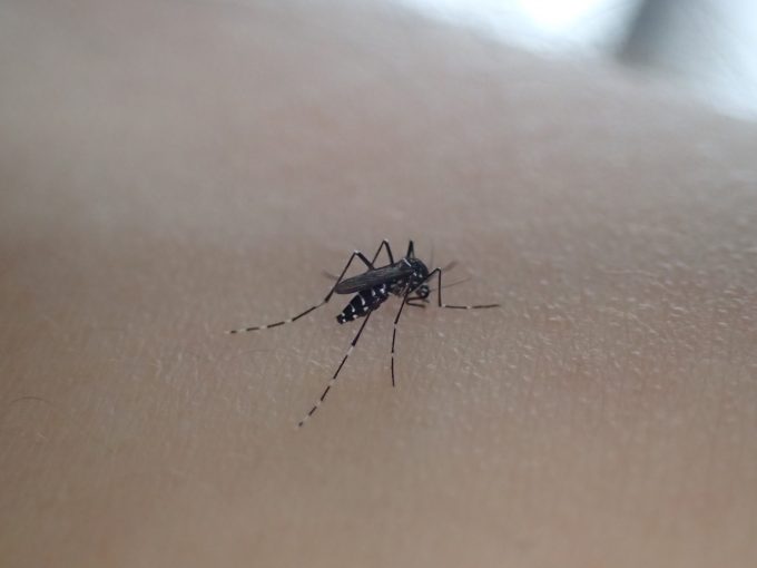 DAISOの虫よけシールが効かない害虫のヤブ蚊（ヒトスジシマカ）