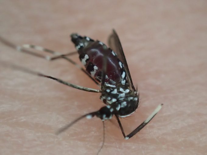 血を吸ったヤブ蚊は4,5日間は生き続けるけれど、30分であの世へ旅立っていた