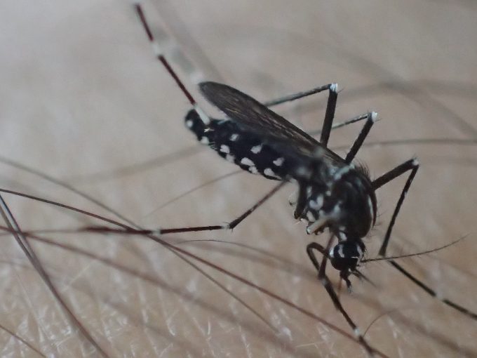 写真のヤブ蚊・ヒトスジシマカは珍しいほど血を吸うのが遅い