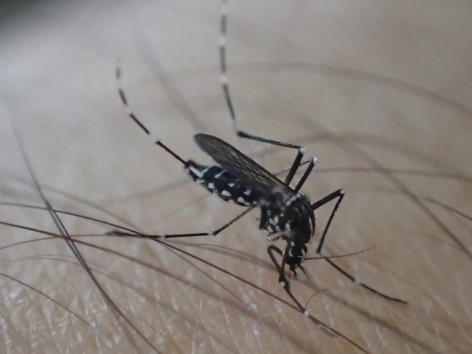 写真のヤブ蚊・ヒトスジシマカは珍しいほど血を吸うのが遅い