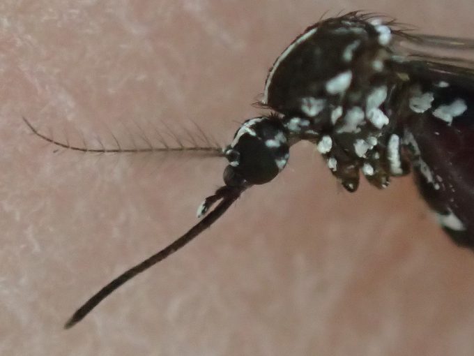 感染症を媒介する害虫のヒトスジシマカの頭部を顕微鏡モードで撮影した画像
