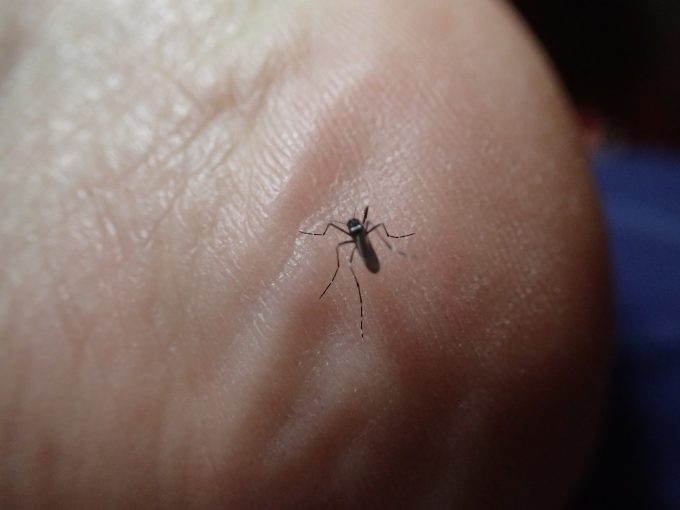 人間の足の上を歩いて血を吸う場所を物色する害虫のヤブ蚊（ヒトスジシマカ）