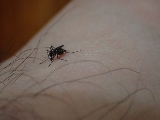 みるみる蚊の腹部が吸い上げた血液で赤黒く膨れ上がっている