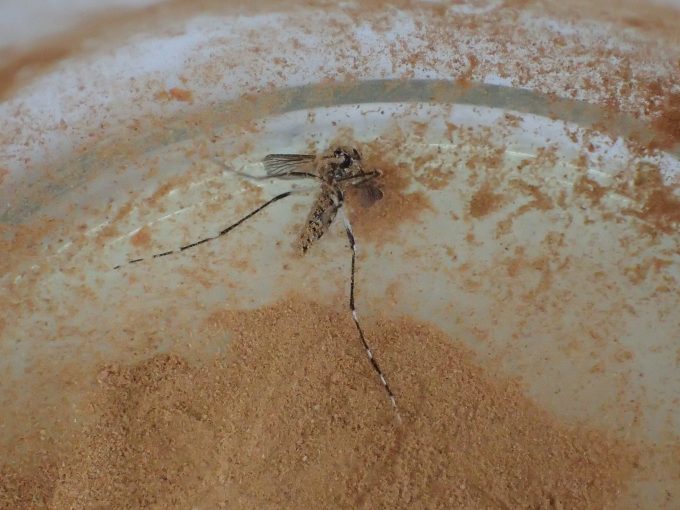 シナモン（パウダー）の粉まみれで退治されたヤブ蚊