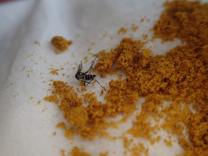 害虫ヤブ蚊（ヒトスジシマカ）を香辛料カレー粉で退治することに実験成功した！
