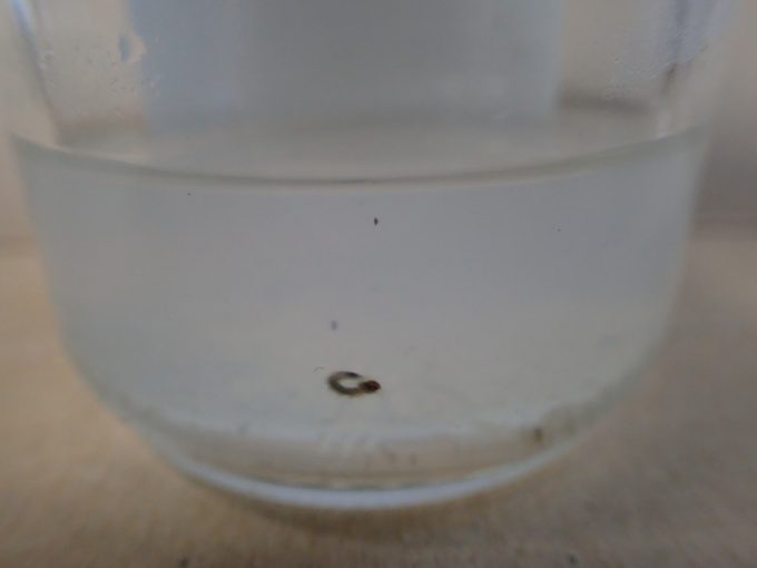 ボウフラ退治の薬剤が溶けて白く濁った雨水内でも元気に泳ぎまわる蚊の幼虫ボウフラ