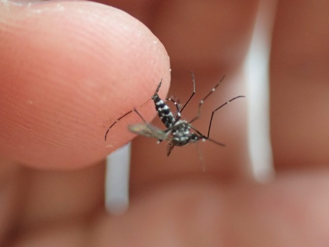 デング熱やジカ熱など感染症を媒介する恐れのある害虫ヤブ蚊