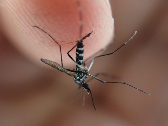 デング熱やジカ熱など感染症を媒介する恐れのある害虫ヤブ蚊