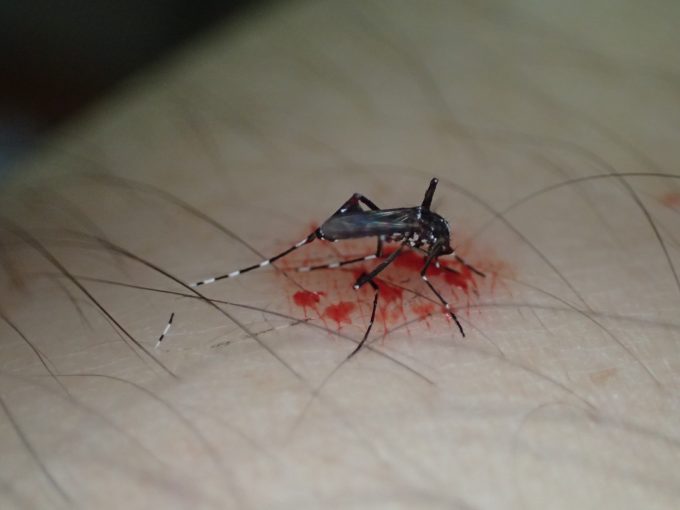 飛び立つ直前に叩かれ、吸い上げた血を吐き出したヤブ蚊