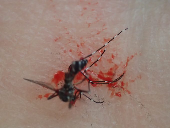 吸血を終える瞬間を狙って駆除された害虫ヤブ蚊の地にまみれた屍骸