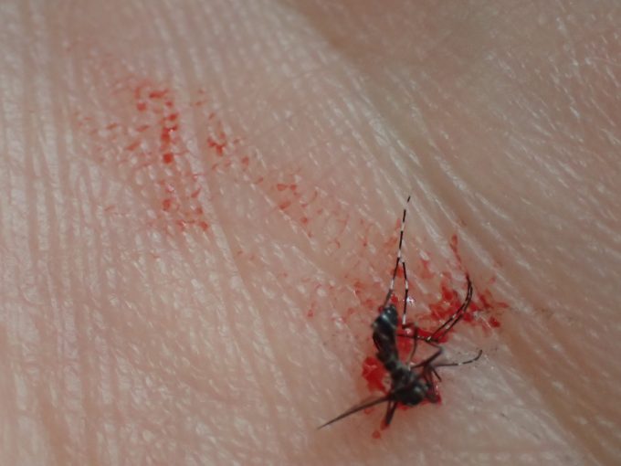 吸血を終える瞬間を狙って駆除された害虫ヤブ蚊の地にまみれた屍骸