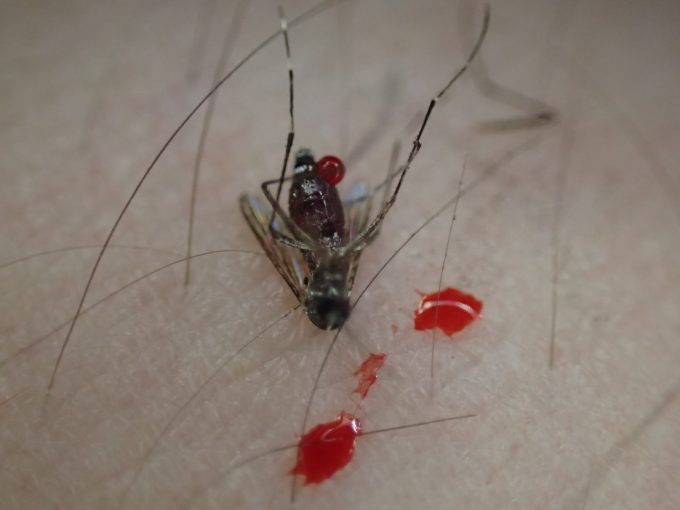 蚊に刺されたことを知らずに座り直したら偶然に退治したヤブ蚊の写真・画像