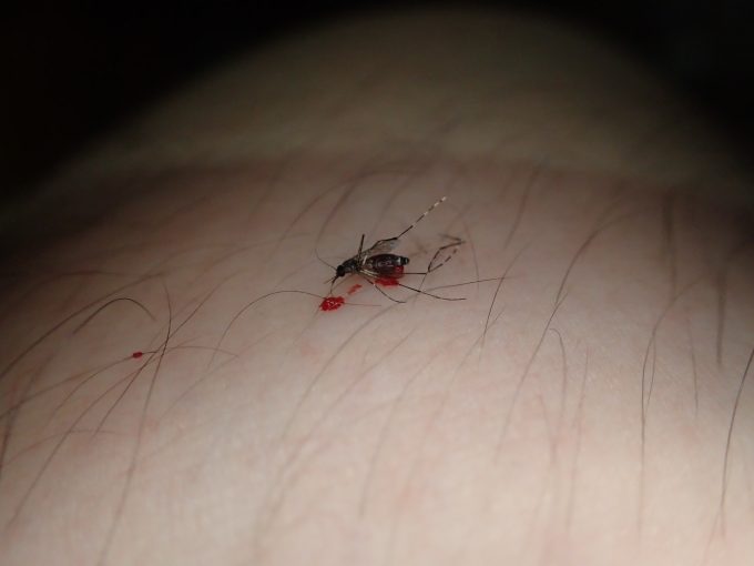 害虫ヤブ蚊（ヒトスジシマカ）が血を吐いて？倒れているけど全く気づかなかった・・・（汗）