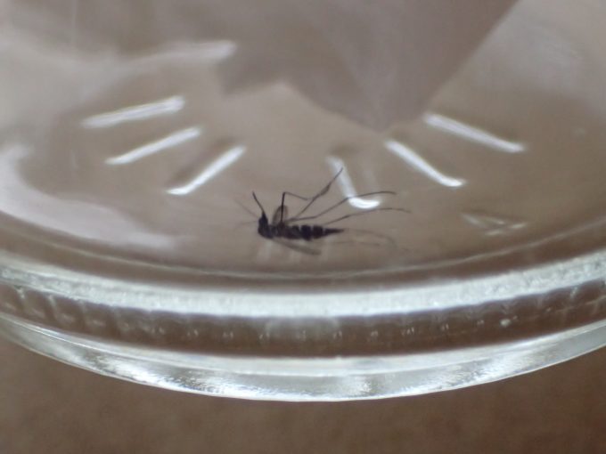 容器の底でひっくり返って動かなくなった害虫ヤブ蚊を発見！