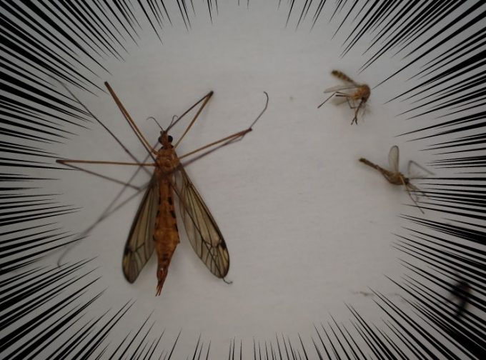 普段目にする害虫の蚊と、ガガンボ（大蚊）を並べてサイズを比較した図