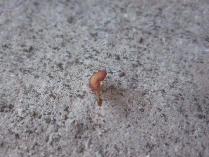 アメリカチョウセンアサガオの種子・タネを巣に持ち帰る昆虫の蟻（アリ）