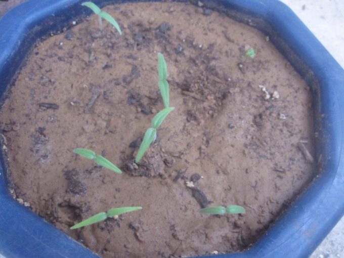 有毒植物のケチョウセンアサガオの種（タネ）を蒔いて約１週間で芽が出てきた