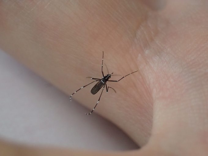 白黒模様のヤブ蚊・ヒトスジシマカが吸血ポイントに選んだ場所は手の指の間という隠れ箇所